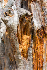 Lightning Strike Tree