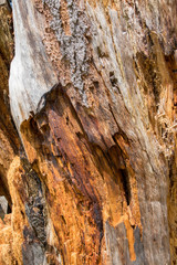 Lightning Strike Tree