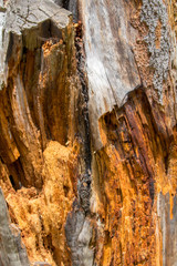 Lightning Strike Tree