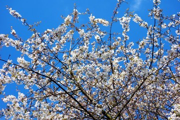 White blossom and blue sky.