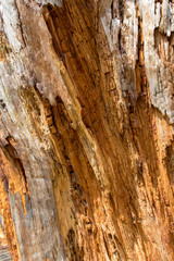 Lightning Strike Tree