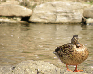 duck in water