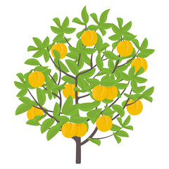 Peach tree. Vector illustration. Fruit tree nectarine plant. Flat vector color Illustration clipart. Ripe Peach on a tree. Prunus persica