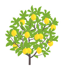 Lemon tree. Vector illustration. Fruit tree plant. Flat vector color Illustration clipart. Ripe on Lemon tree. Citrus limon.