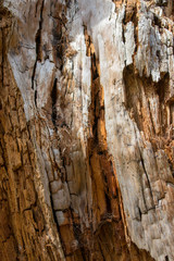 Lightning Strike Tree