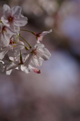 三沢川の桜アップ(2)