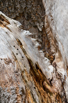 Lightning Strike Tree