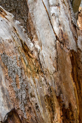 Lightning Strike Tree