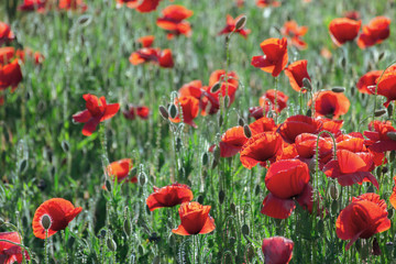 poppy field blossoming in summer. beautiful nature background. remembrance day concept