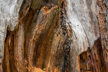 Lightning Strike Tree