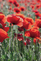 poppy field blossoming in summer. beautiful nature background. remembrance day concept