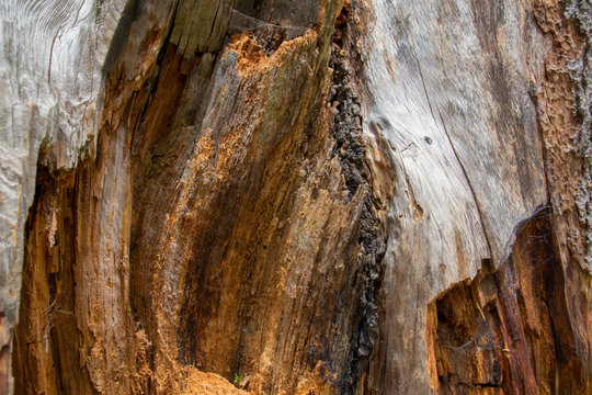 Lightning Strike Tree