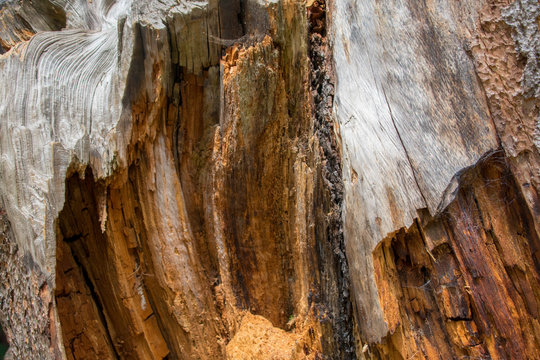 Lightning Strike Tree