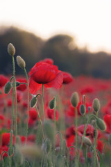 poppy field blossoming in summer. beautiful nature background at dusk. remembrance day concept
