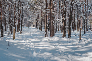 Early spring landscape with track in the pine forest. Snow-covered trees. Nature study trail in Paaskula (Pääsküla) bog. Estonia. Baltic.
