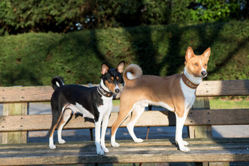 ein dreifarbiger und zweifarbiger basenji auf einer holzbank stehend und in die kamera schauend in meppen emsland deutschland fotografiert während eines spaziergangs in der natur an einem sonnigen tag