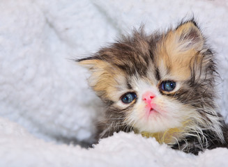 cute persian baby kitten