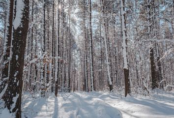 Snow covered boardwalk path through pine forest. Early spring landscape. Nature study trail in Paaskula (Pääsküla) bog. Estonia. Baltic.