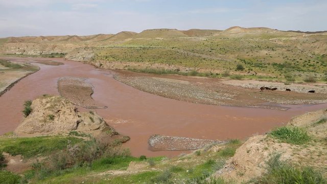 Handheld, panning, medium wide shot of cows sitting near a river forking through grassy hills.
