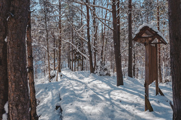 Snow covered boardwalk path through pine forest and information stand. Early spring landscape. Nature study trail in Paaskula (Pääsküla) bog. Estonia. Baltic.