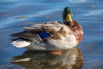 Duck In Gravel Pit Lake
