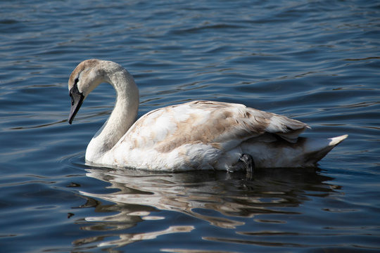 Swan Swimming In Gravel Pit Lake