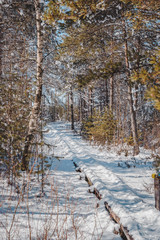 Snow covered boardwalk path through forest. Early spring landscape. Nature study trail in Paaskula (Pääsküla) bog. Estonia. Baltic.