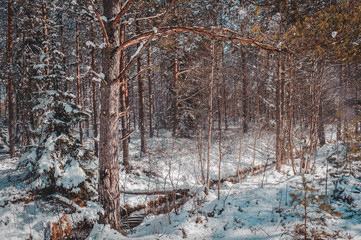 Snowfall in the early spring forest.The creek winds its way in the forest landscape.  Nature study trail in Paaskula (P&auml;&auml;sk&uuml;la) bog. Estonia. Baltic.