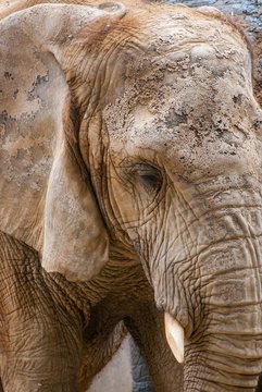 Close Up Of Female Elephant