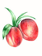  watercolor peaches