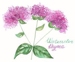Naklejka na ściany i meble Watercolor drawing of thyme drawn on paper