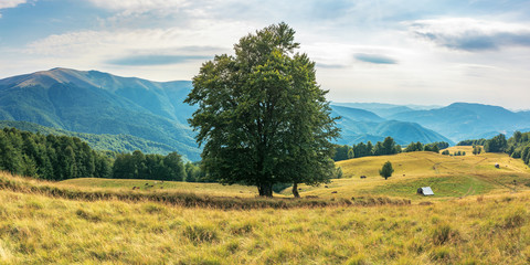 wonderful mountain landscape in late summer. alpine meadow with weathered grass. beech forest at the edge of a hill. huge tree in the middle. cow herd in the distance. beautiful carpathian countryside