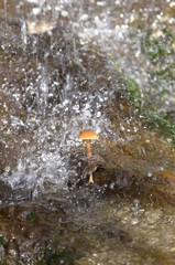 Fototapeta premium water flowing from a pipe