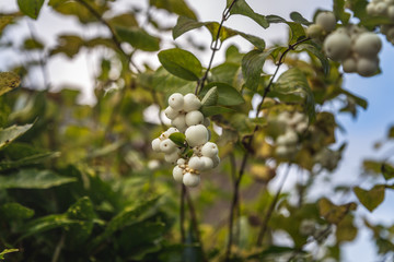 Closeup of tender blooms and white berries on green branch in autumn season