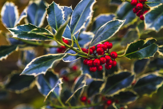 Holly branch with red berries