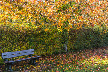 Empty bench in lush autumnal park