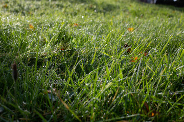 Fresh green grass in waterdrops