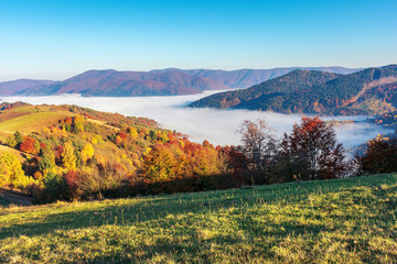 beautiful autumn morning in mountains. trees on the edge of a hill in fall colors, green grass on the meadow. valley full of fog. wonderful countryside on a sunny weather