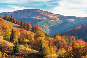 beautiful autumn afternoon in mountains. trees on the edge of a hill in fall colors. wonderful countryside of romania on a sunny weather in evening