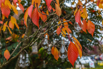 Decorative light bulbs on autumnal tree