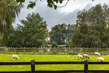 Grazing sheep on green lawn of farmland