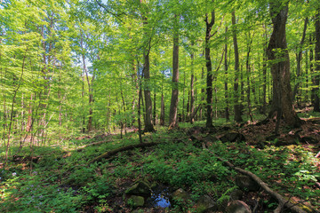beech forest in summer. lush trees in the dense woods on a sunny summer day. beautiful nature scenery