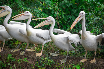 Group of white pelicans waiting to be fed in Singapore zoo