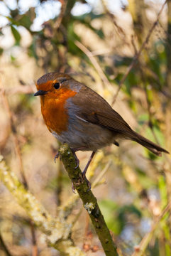 robin on branch