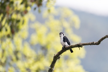 pied falconet