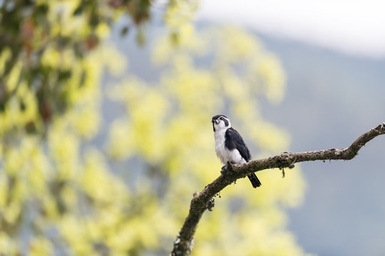 pied falconet