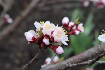 beautiful spring white apricot flowers on the tree