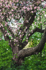 tree in spring