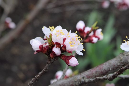 1 795 Best Apricot Flower Images Stock Photos Vectors Adobe Stock