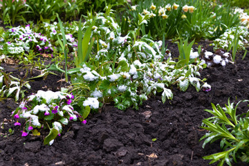 Flowers under the snow